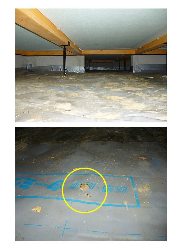 防蟻・防湿シートに穴が・・・